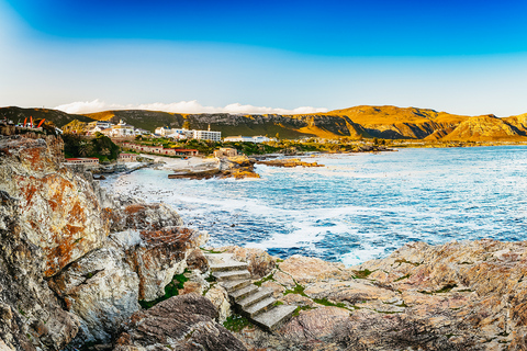 Hermanus: Gita in barca per l&#039;osservazione di balene e delfiniHermanus: giro in barca con avvistamento di balene e delfini