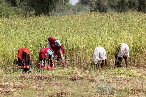 Jodhpur Bishnoi Village Safari With Meal - A Day Tour Private Transport + Local Guide + Entry Tickets.