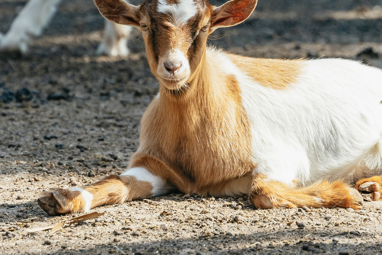 Orlando: Drive-Thru Safari Park w Wild Florida