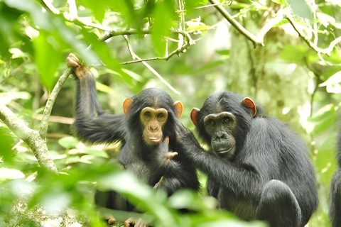 乌干达：3 天布温迪大猩猩和基巴莱黑猩猩徒步之旅乌干达：布温迪大猩猩和基巴莱黑猩猩徒步之旅（3 天）
