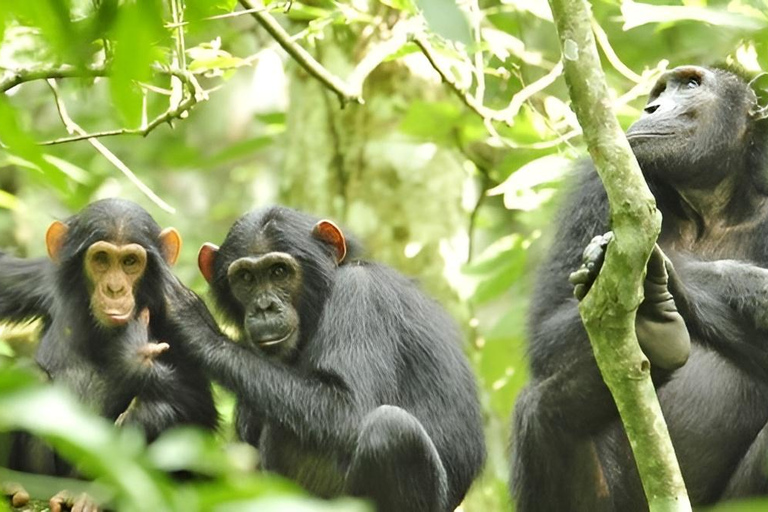 乌干达：3 天布温迪大猩猩和基巴莱黑猩猩徒步之旅乌干达：布温迪大猩猩和基巴莱黑猩猩徒步之旅（3 天）