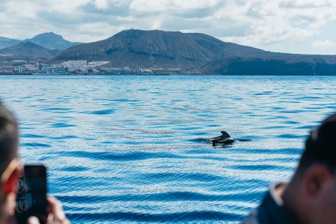 Los Cristianos: crucero sin persecuciones de ballenas y delfines
