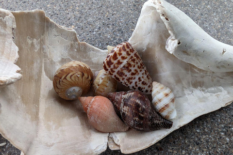 Marco Island: Dolphin, Shelling, Beach & Ten Thousand Island 4 Hour Option