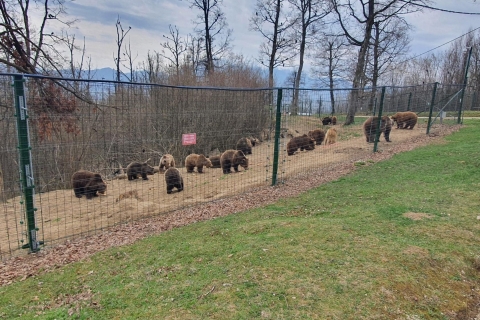 Boekarest: Bear Sanctuary, Bran Castle en Brasov Day Trip