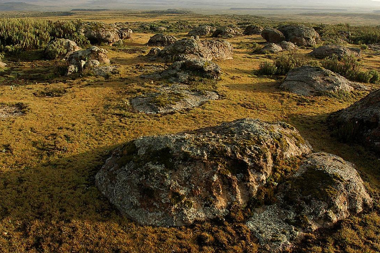 Bale Mountains: Trekking &amp; Wildlife Safari 4-Tage-TourBale-Gebirge: Trekking &amp; Wildtiersafari 4-tägige Tour