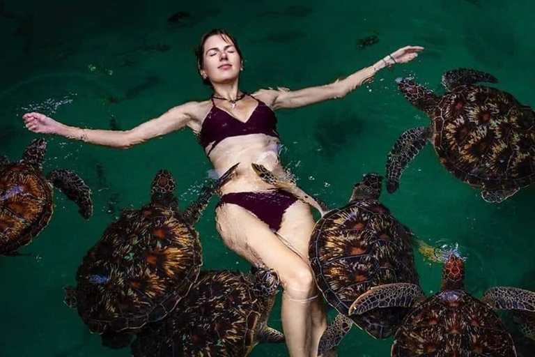 桑给巴尔：在巴拉卡或萨拉姆洞与海龟一起游泳