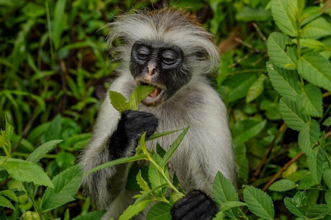 Wycieczka z delfinami Mnemba, las Jozani i restauracja The RockMiejsce zbiórki wyłącznie w Mnemba Transfer Point