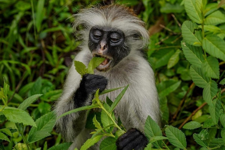 Wycieczka z delfinami Mnemba, las Jozani i restauracja The RockMiejsce zbiórki wyłącznie w Mnemba Transfer Point