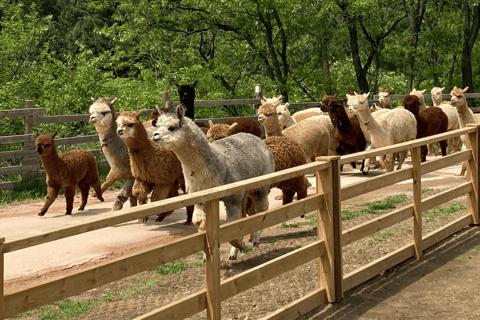 From Seoul: Alpaca Farm with Rail bike/ Luge Racing Railbike Group Tour, meet at Dongdaemun (DDP)