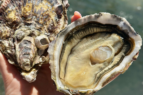 Loupian: Tour guide of our oyster farm and tasting Loupian: Tour guide of our oyster farme and tasting