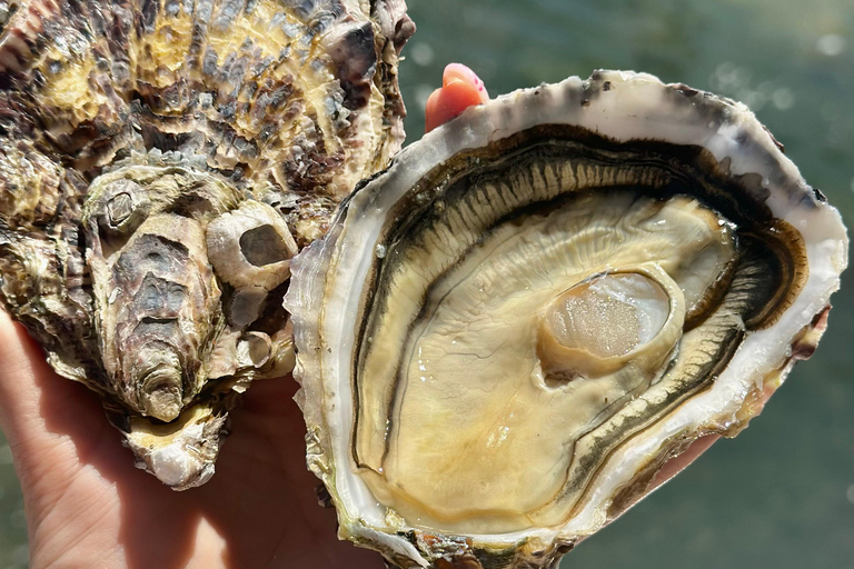 Loupian: Gids van onze oesterkwekerij en proeverijLoupian: Gids van onze oester farme en proeverij