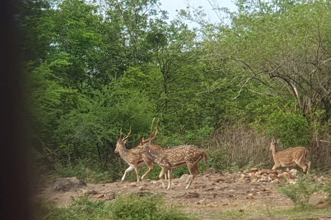 Minneriya National Park Jeep Safari - All Fees Included Minneriya NP Private Safari - Jeep & Entry fee- All included