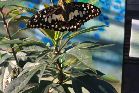 Puerto Plata: Countryside tour with Monkey Home, butterflies, and coffee