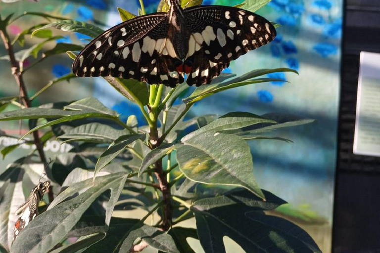 Puerto Plata: Countryside tour with Monkey Home, butterflies, and coffee