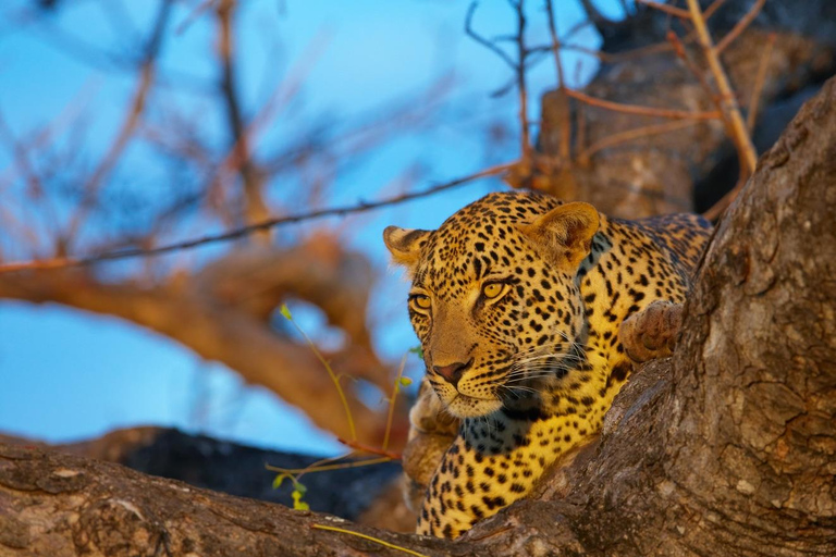 Safari dos Big 5 no Kruger de 5 dias com voo a partir de Joanesburgo