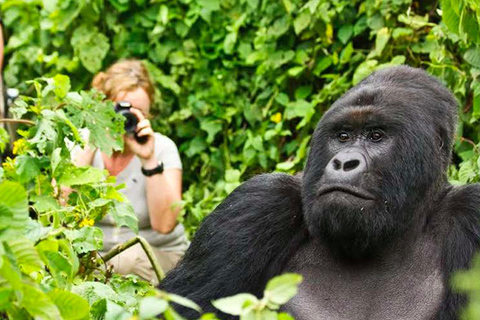 5 Days for Gorillas, Chimps, Monkeys and the big 5 in Rwanda