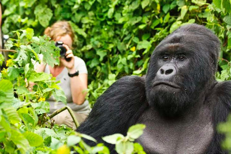 5 Days for Gorillas, Chimps, Monkeys and the big 5 in Rwanda