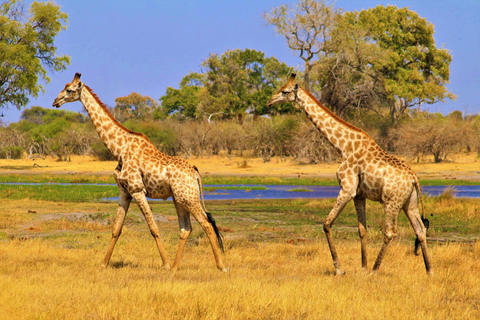 Botswana: Scenic Horseback Ride to the Thamalakane River 4 hours Luxury Horseback Ride to the Thamalakane River
