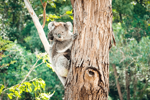 De Melbourne: Great Ocean Road e excursão de dia inteiro aos 12 Apóstolos