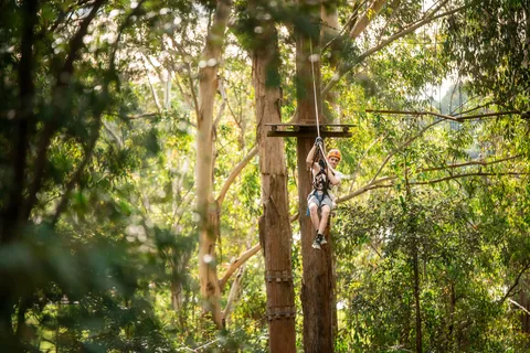 Newcastle: Tree Ropes Course Adventure