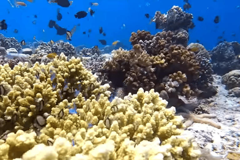 宿务：跳岛游佩斯卡多尔岛、沙丁鱼游和海龟天堂