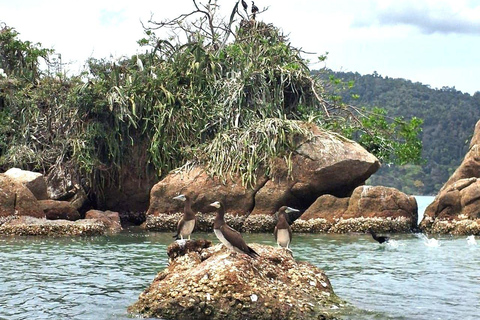 Paraty: Mangrove Kayak Tour with Capybara sightings