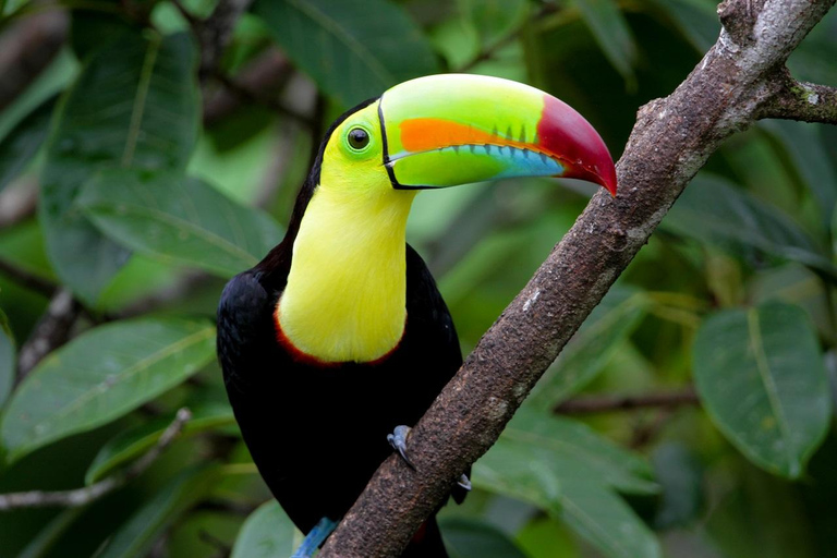 Parque Nacional de Carara: Melhor Tour Parque Nacional de Carara - Um dia