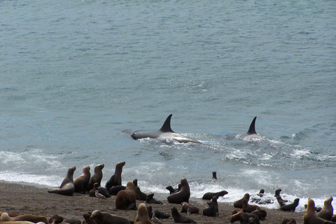 From Puerto Madryn: Full-Day Valdes Peninsula Tour