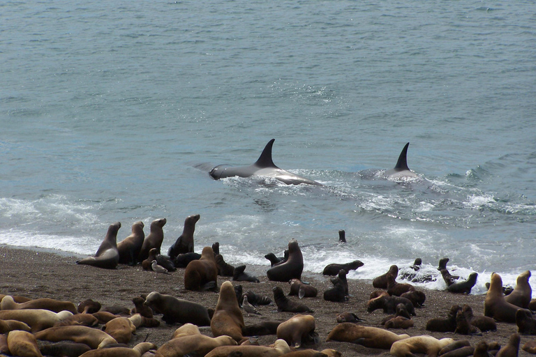 From Puerto Madryn: Full-Day Valdes Peninsula Tour