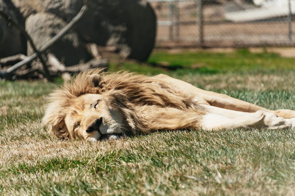 Alpine: Lions Tigers & Bears Animal Sanctuary Guided Visit