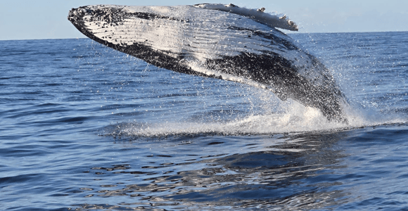 Sydney: Whale Watching Sailing Experience