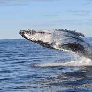 Sydney: Whale Watching Sailing Experience