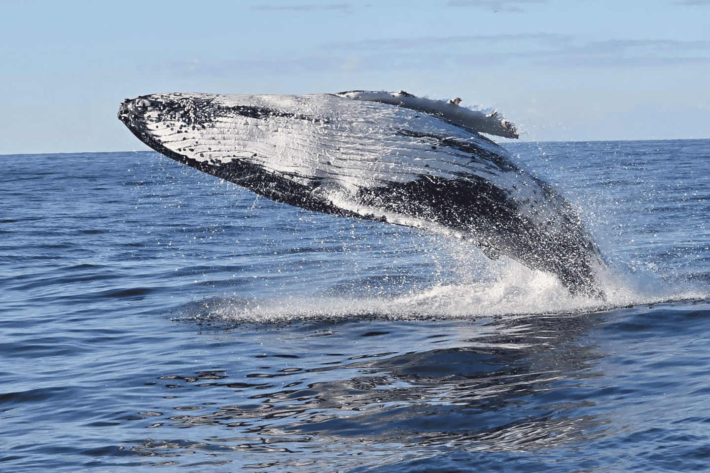 Sydney: Whale Watching Sailing Experience - Sydney: Whale Watching Sailing Experience Group PM