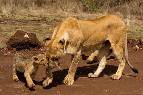 Halbtägige Pirschfahrt im Nairobi National Park mit Abholung