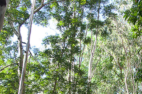 Mauritius nationalpark: Upptäck ön som den en gång var