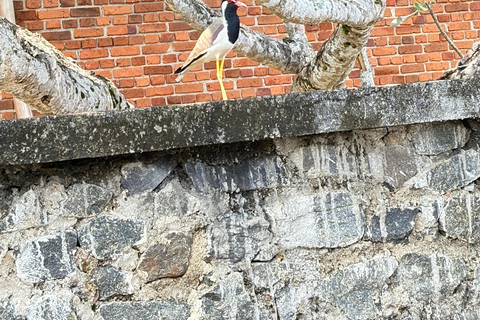 Bentota: River Boat Safari and Tuk-Tuk Ride with Pickup-Drop