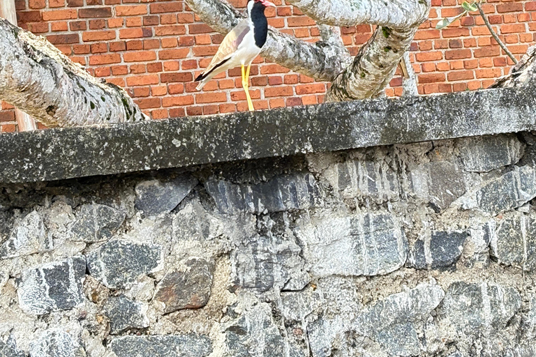 Bentota: River Boat Safari and Tuk-Tuk Ride with Pickup-Drop