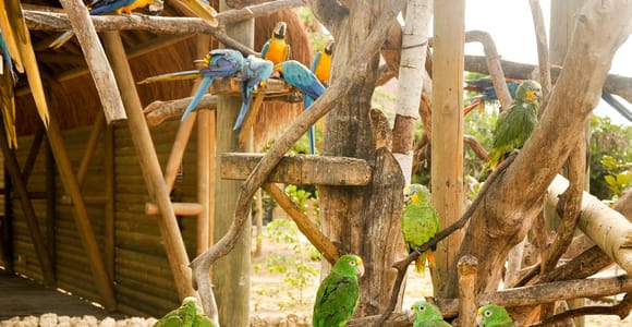 Cartagena to National Aviary Excursion