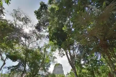 Da Flores: Tour privato di Tikal per gruppi