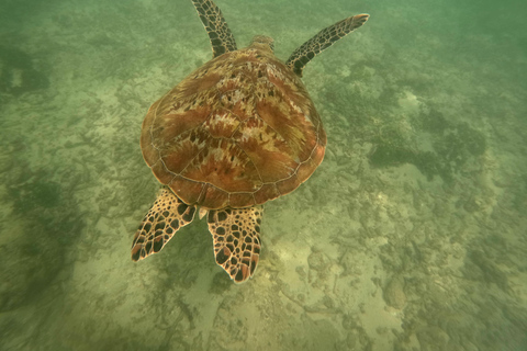 Mirissa: Turtle Snorkeling with Free Pickup Turtle Snorkeling
