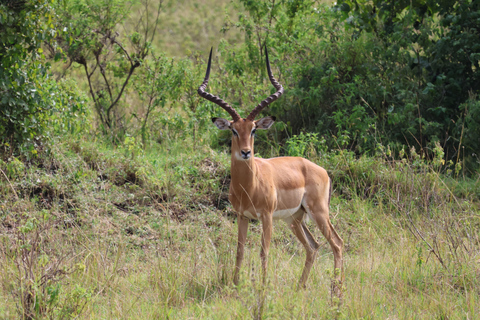 De Arusha: Visita a Tarangire, Serengeti e Lago Manyara