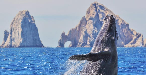 Whale Watching, Land&#39;s End Arch, and a Trip Down to Lovers&#39; Beach