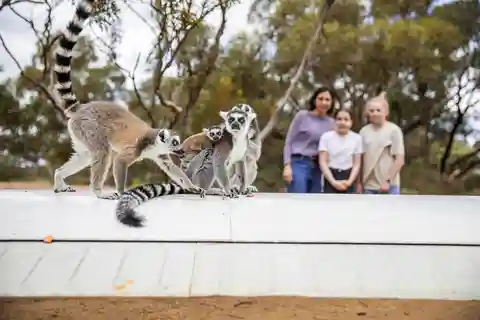 Land of the Lemurs Experience & a Day at Monarto Safari Park