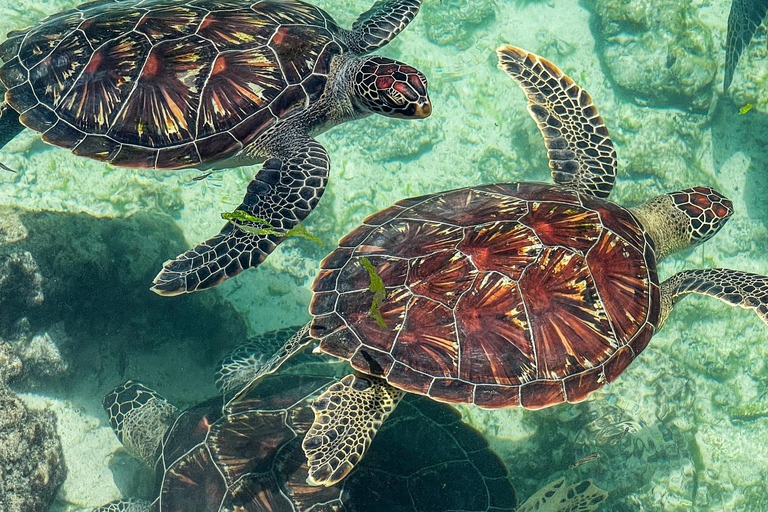 Zanzibar : Circuit à la nage avec les tortues