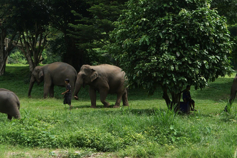 Chiang Mai: Ethical Elephant Experience - Transfer Options A : Meeting Point Feeding, Walk with Elephants (No Transfer)