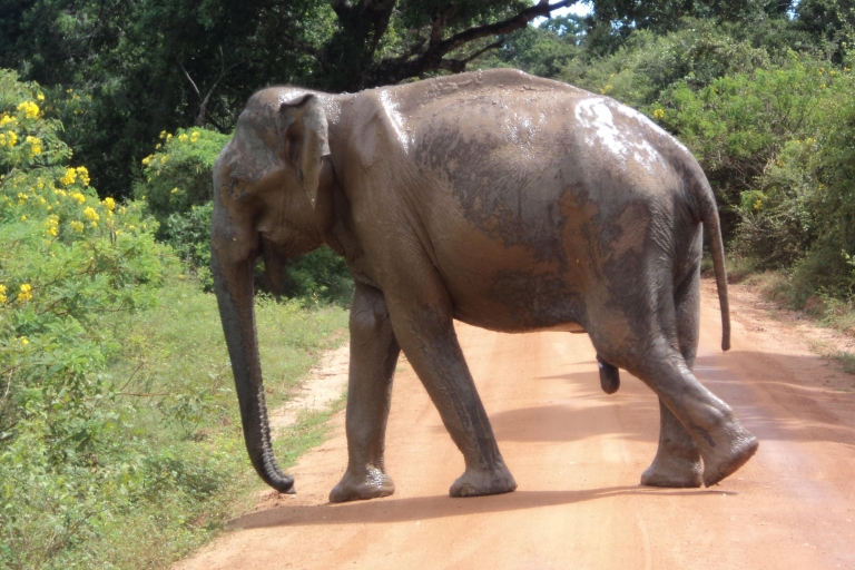 Vakantie Sri Lanka met een week trektocht over de pekoe trail