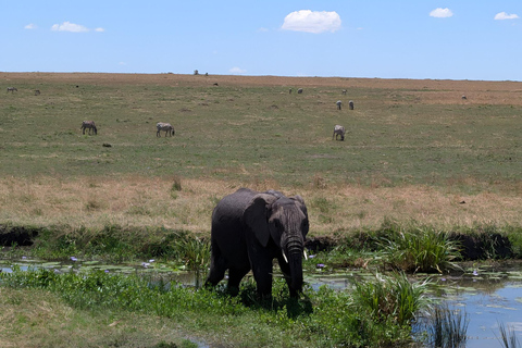 Zanzibar: Safári de 2 dias no Parque Nacional Mikumi com voos