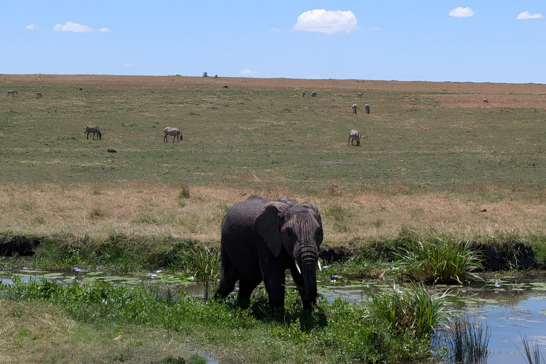 Zanzibar: Safári de 2 dias no Parque Nacional Mikumi com voos