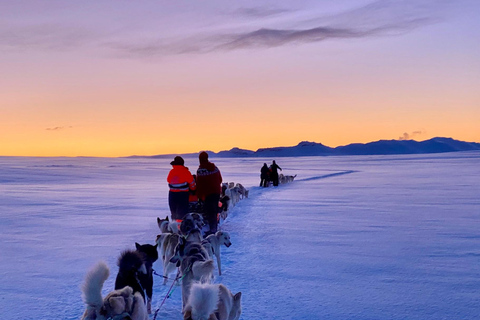 Island-Husky-Tour – Fahrt- und Kuschel-ErlebnisIsland: Husky-Schlittenfahrt und Kuschelerlebnis
