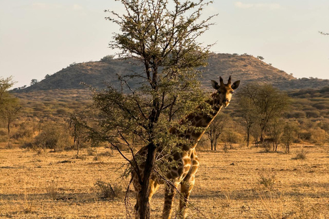 Botswana: Luxury Horseback Ride in Private Wildlife Reserve 1 hour Luxury Horseback Ride in Private Wildlife Reserve